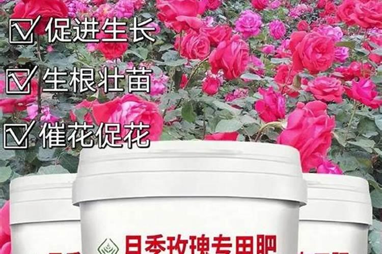开花需要什么肥料