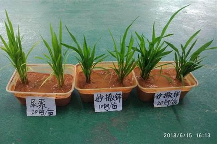 水稻秧苗怎么培育