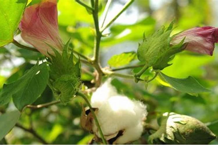 棉花花铃期施肥管理 使用什么肥料好