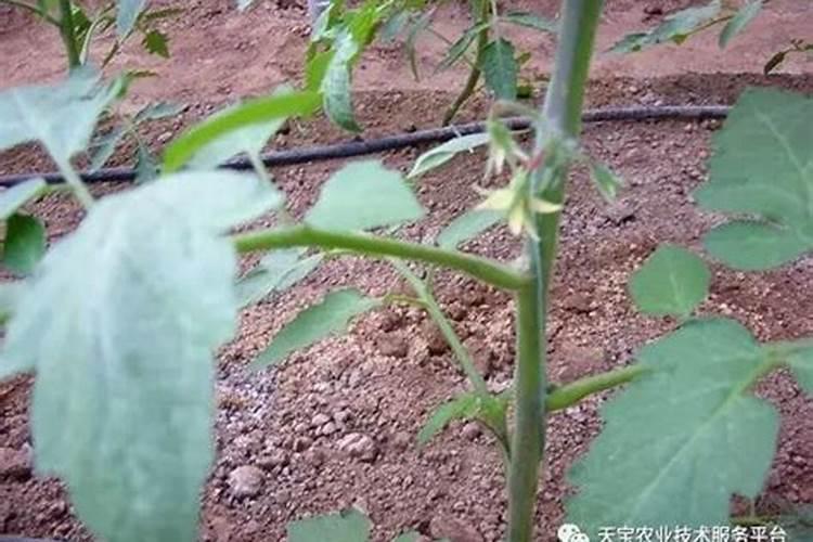 荔枝开花施什么肥？