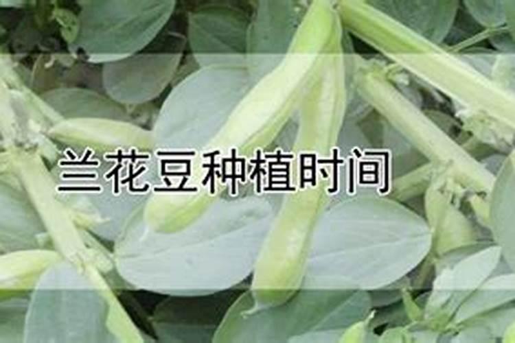 什么时候是种植兰花豆的最佳季节？