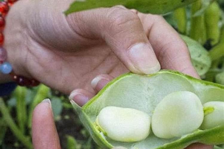 兰花豆种植时间,什么季节栽种最好