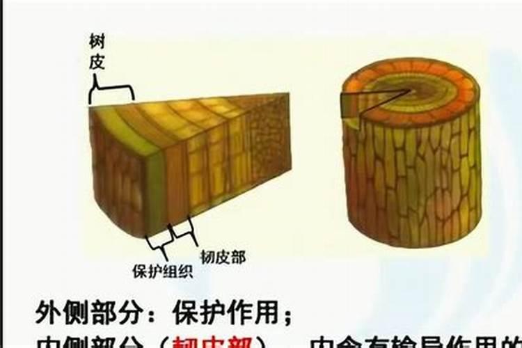 植物枝叶枯黄,茎也比较纤细,要用什么化肥