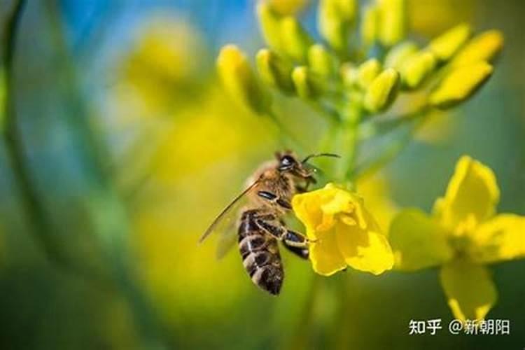 蒲公英喷施芸苔素是不是促进花芽分化和开花？
