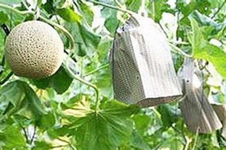 为什么樱桃喷坐果药要浇水施肥？