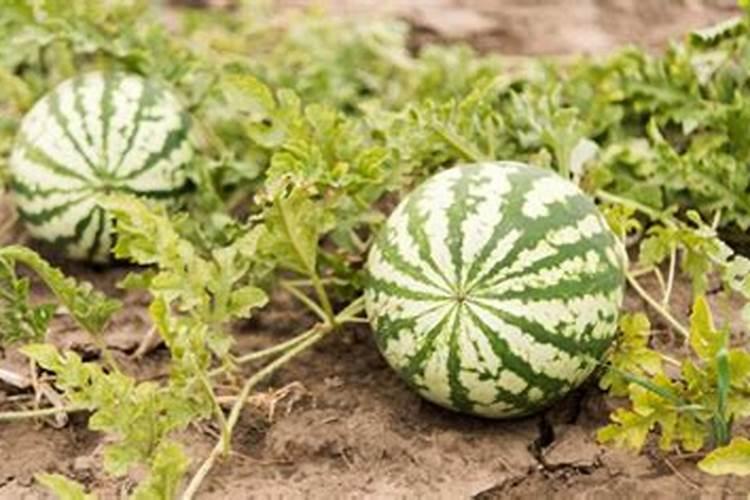 露天西瓜施肥时间段 使用要点有哪些