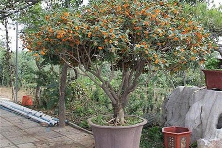 芒果冬季如何种植管理 安全过冬方法是什么