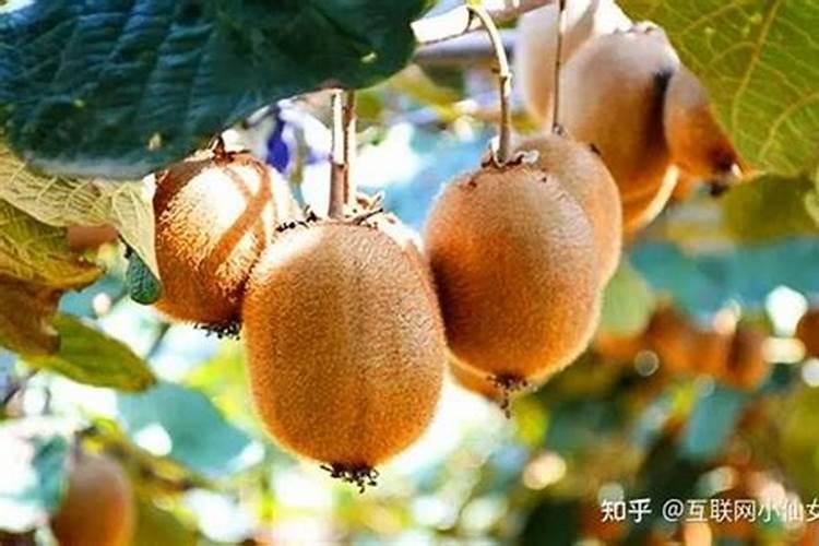 猕猴桃用什么肥料果实更甜 如何合理施肥