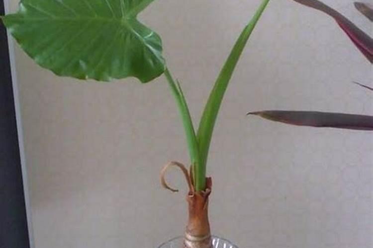 红薯缺氮肥会出现什么症状？