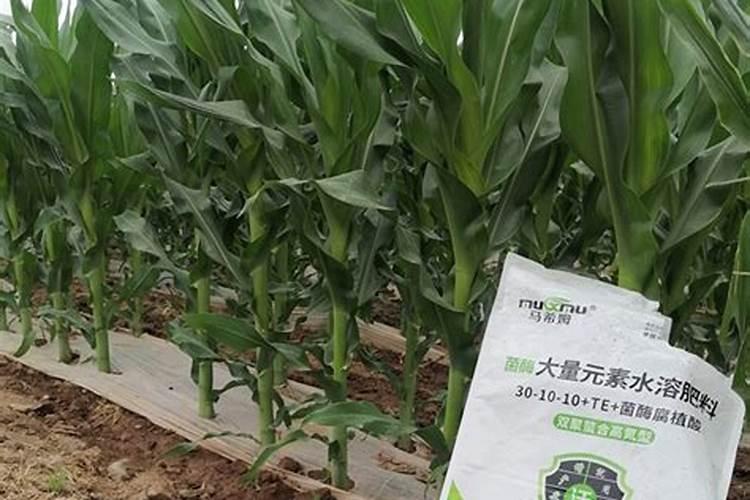 肥料到底该沟施还是冲施,什么肥料之间有拮抗呀？