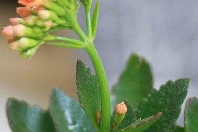 长寿花施肥方法
