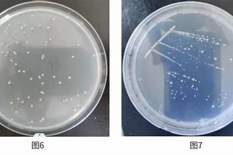 为什么豆类植物不需要施氮肥