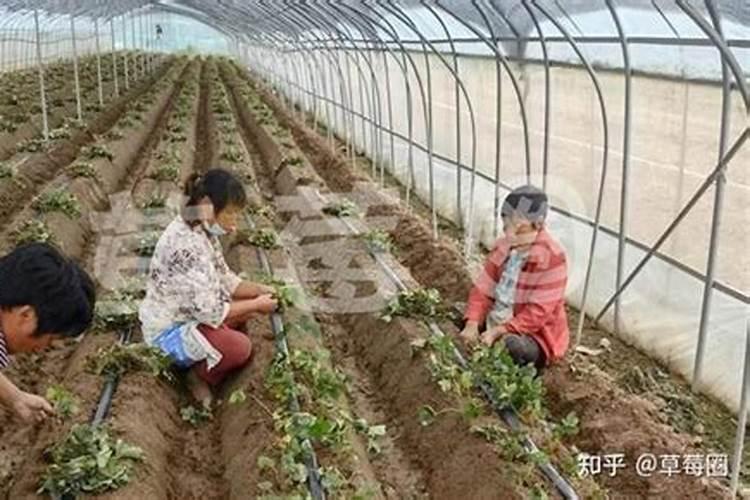 草莓如何施肥,自家种的草莓怎么管理？