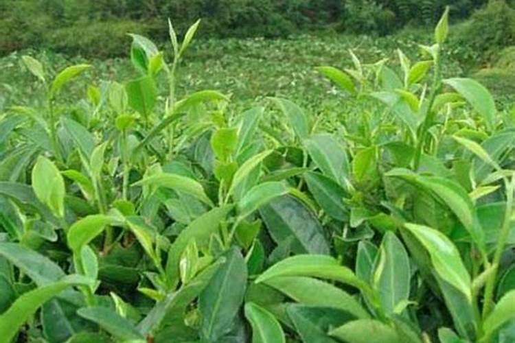 黄茶怎样施肥？