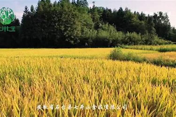 想要种出富硒蔬菜,用什么富硒肥效果好？