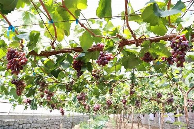湖北坤宝生物科技有限公司黄石分公司怎么样？