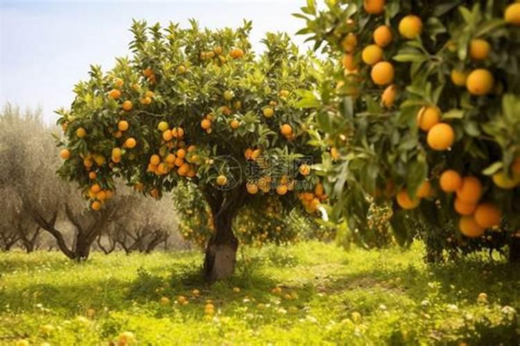 澳洲坚果施肥技术方法？