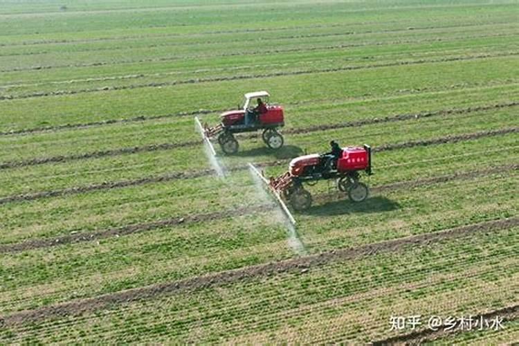 玉米打除草剂,24小时后可以用芸苔素吗？