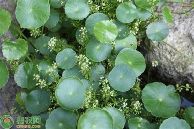 铜钱草浇什么肥最好