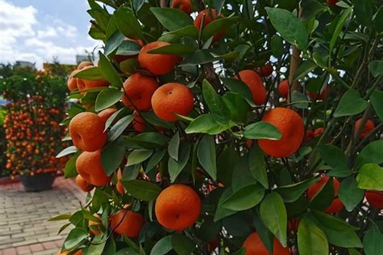 桔子树移栽要不要剪叶 桔子移栽定植技术
