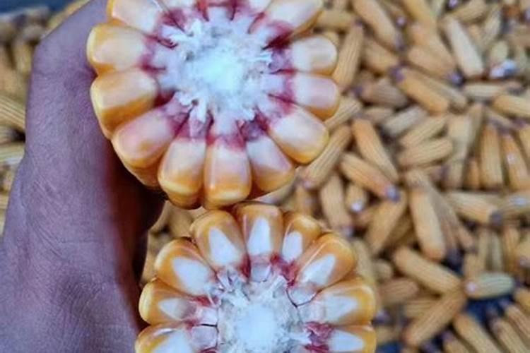 硼肥的用量、作用及使用方法