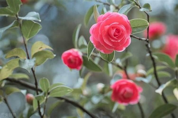 茶花树施什么肥料最好