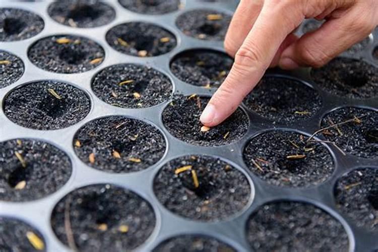 青菜种子怎么种植方法
