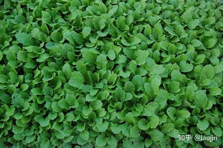 油菜种植需要什么肥料