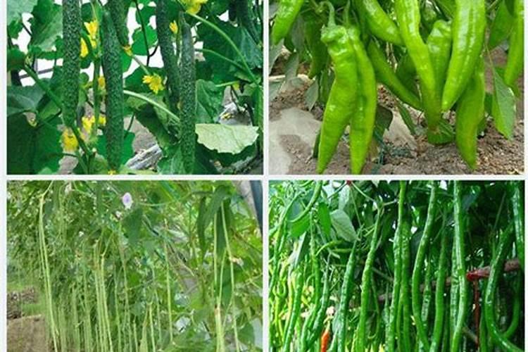 豆角喜欢什么肥料最好