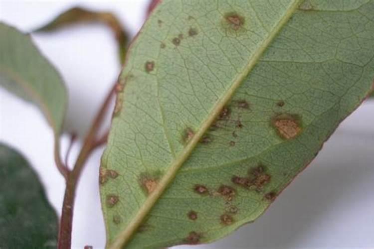 29桉树焦枯病最佳治疗方法