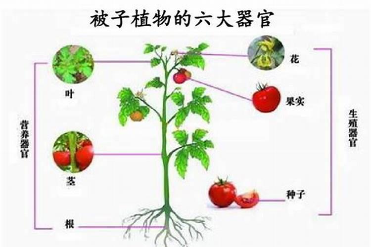 开花需要磷肥还是钾肥