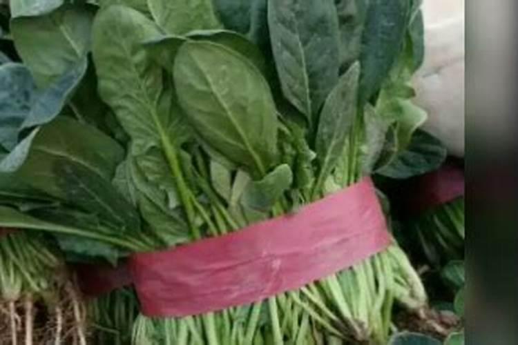 种菠菜用什么肥料 四季应该怎么办