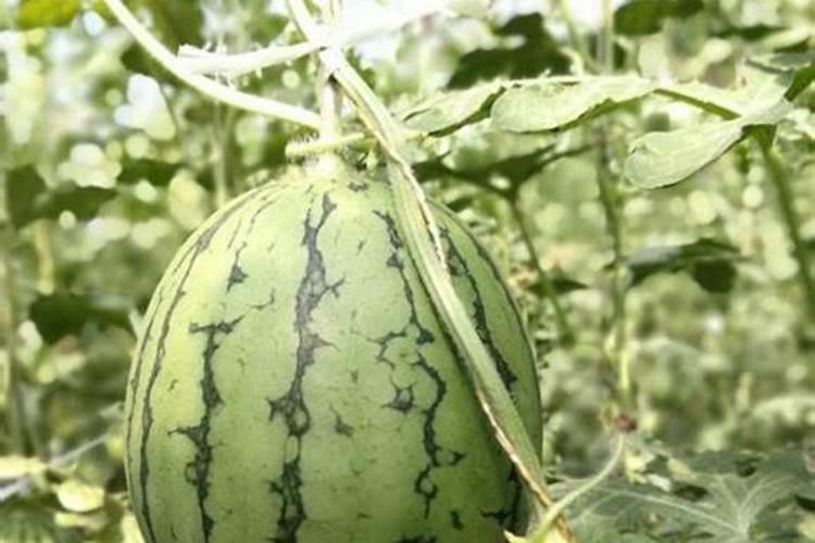 辣椒开花结果期用什么肥料
