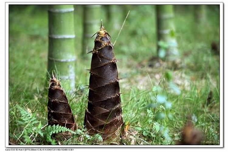 竹笋皮可以做肥料吗
