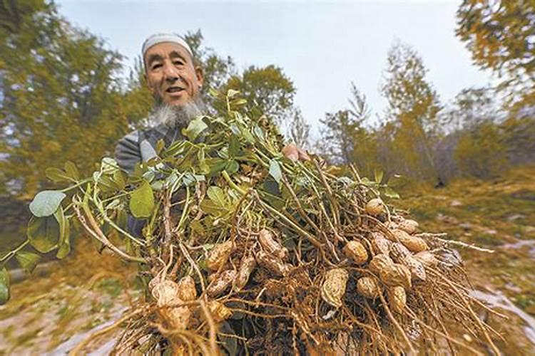 花生增产什么时候打药 用什么药效果好