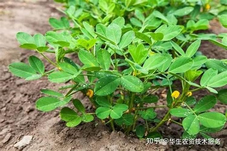 花生什么时候打芸苔素