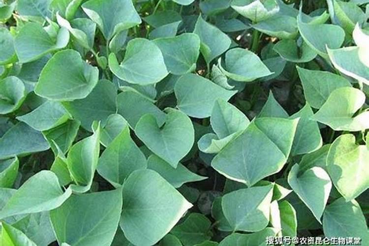 红薯的种植技术？？