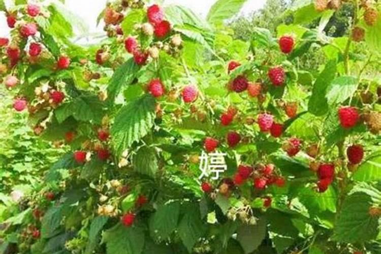 树莓种植可以放骨粉吗？