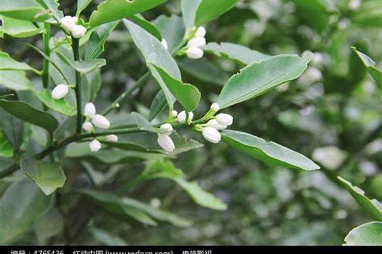 金桔开花后怎么防止落果