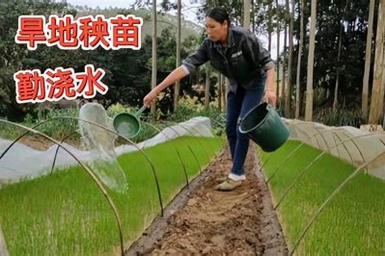 幼秧苗用什么肥料施肥