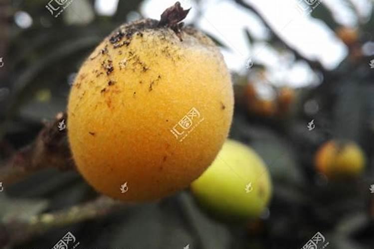 挂果期间的枇杷树怎么老是叶子发黄脱落？