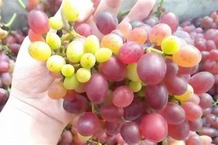葡萄用什么肥料好