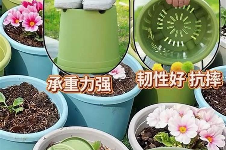 如何正确养月季花？