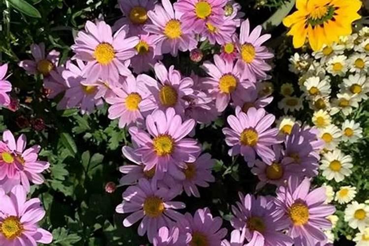 刚栽的花能施肥吗？刚栽完的花可以施肥吗