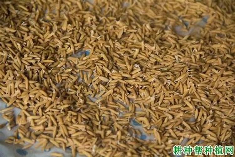 如何给农作物科学施用锌肥