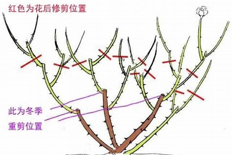 月季入盆后多少天可以施肥,月季服盆后多久可以施肥