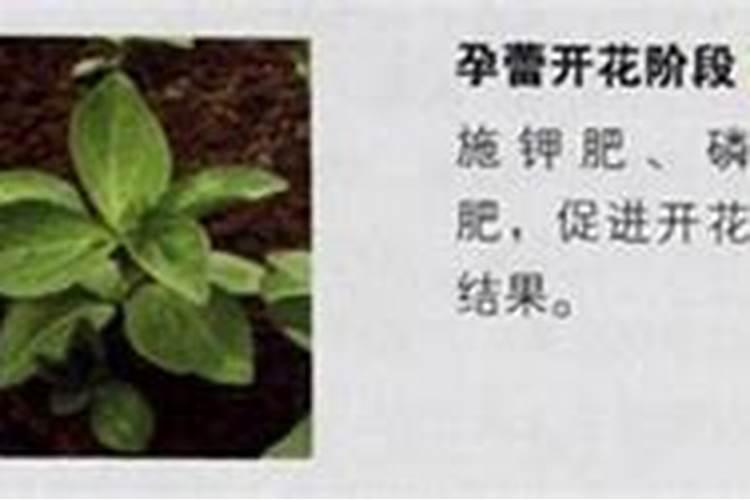 大棚蔬菜如何施肥才能增产？