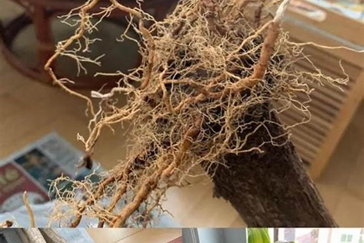 怎样使巴西木多发芽？