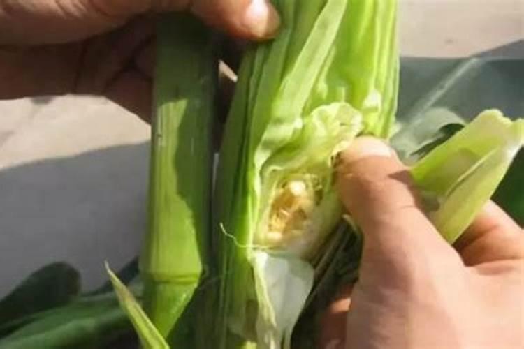 玉米什么时侯施碳铵磷肥？
