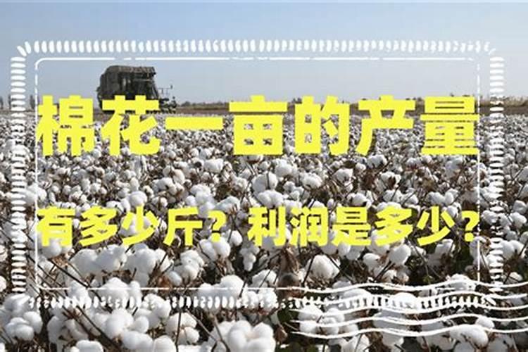 麦套春棉地膜覆盖栽培如何进行培肥地力